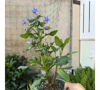 semi di borragine giardino decorativo, bellissimi luminosi con coltivazione di semi, decorazione giardini esterni da giardino, facile da piantare regali per gli amanti del 450pcs