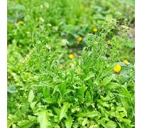 Semi di borsa del pastore, Capsella bursa pastoris, semi di da giardino regali sostenibili da balcone 200pcs