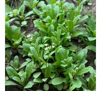 Semi di borsa del pastore, semi di invernali Semi di Capsella bursa pastoris, vecchie varietà di giardino 400pcs