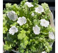 semi di boschetto - balcone resistenti, giardino perenni 300pcs