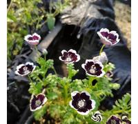 semi di boschetto - esterno, balcone Copertura del terreno resistente 100pcs