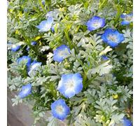 semi di boschetto - giardino resistente, per balcone tappezzanti 350pcs