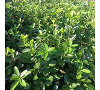 Semi di bosso, Buxus sinica, da balcone resistenti per il giardino regali per gli amanti del giardino vecchie varietà e perenni arbusti a crescita 50pcs