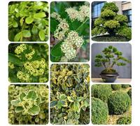 Semi di bosso, Buxus sinica, da giardino roccioso resistenti resistenti per il giardino perenni e perenni rare arbusti fioriti decorazione da per esterni 150pcs