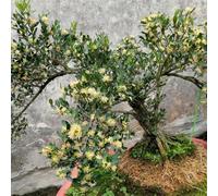 Semi di bosso, Buxus sinica, in vaso vecchie varietà decorazioni giardino per esterni interna interno sul balcone biologiche 300pcs