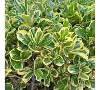 Semi di bosso, Buxus sinica, rare vecchie varietà arbusti a crescita rapida da giardino roccioso resistenti decorazione da giardino per esterni arbusti 300pcs