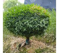 Semi di bosso, Buxus sinica, vecchie varietà in vaso biologiche raro balcone resistenti, adatte alla piena esposizione al sole, d'appartamento 150pcs