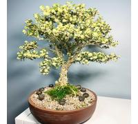 Semi di bosso - esotiche Buxus sinica - resistenti vecchie varietà da giardino roccioso resistenti semi di prodotti sostenibili regali per gli amanti 200pcs