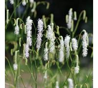 Semi di bottone di prato, Sanguisorba officinalis, aromatiche, da giardino prodotti sostenibili del giardino semi di selvatiche rare 60pcs
