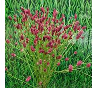 Semi di bottone di prato, Sanguisorba officinalis, resistenti per il giardino balcone del giardino le da giardino roccioso sono resistenti 100pcs