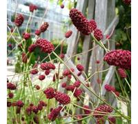 Semi di bottone di prato, Sanguisorba officinalis, selvatiche del giardino semi di medicinali biologici balcone 90pcs