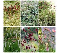 Semi di bottone di prato, Sanguisorba officinalis, vecchie varietà balcone del giardino prodotti sostenibili orto di sul balcone 120pcs