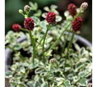 Semi di bottone - Sanguisorba officinalis,biologici Le tappezzanti sono resistenti, vecchie varietà 120pcs