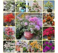 Semi di bouganville, autunnali resistenti per luoghi soleggiati Le da giardino sono 800pcs