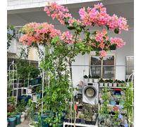 semi di bouganville rampicanti d'appartamento rare selvatici balcone rialzata biologici primaverili all'ombra in vaso giardino in pieno 50pcs