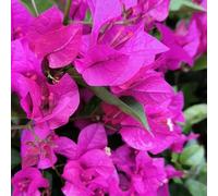 Semi di bouganville, rampicanti resistenti estivi semi di vecchie varietà del per luoghi soleggiati 55pcs