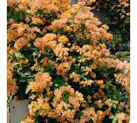 Semi di bouganville, semi disemi di selvatici da giardino roccioso resistenti semina autunnale del 450pcs