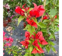 Semi di bouganvillea - raro da balcone vecchie varietà organico semi di come bomboniera resistenti serre da balcone selvatici per i luoghi soleggiati 550pcs