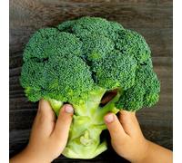 Semi di broccoli - balcone con esotico antiche varietà di resistenti per giardini rocciosi raro copertura del terreno resistenti sostenibili 1200pcs