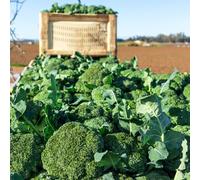 Semi di broccoli - balcone con invernali resistenti per giardini rocciosi semi di antiche varietà raro giardino sul balcone esotico 400pcs