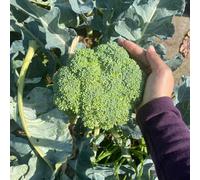 semi di broccoli biologici, varietà antiche giardino indoor 50pcs