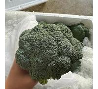 semi di broccoli giardino biologici, varietà antiche, interno 350pcs
