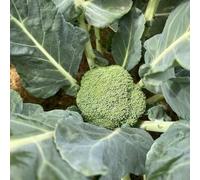 Semi di broccoli - giardino sul balcone invernali resistenti balcone con orticole vecchie varietà esotico sostenibili verdi resistenti per 1000pcs
