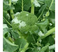 Semi di broccoli resistenti all'inverno, semi di biologici vecchi vecchie varietà 200pcs