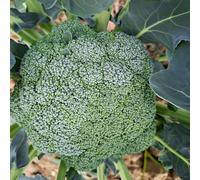 Semi di broccoli - resistenti vecchie varietà esotico semi di orticole giardino sul balcone verdi antiche varietà resistenti per giardini rocciosi 900pcs