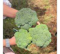 semi di broccoli - rialzata Copertura del terreno resistente 250pcs