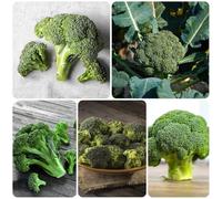 Semi di broccoli, semi di vecchi vecchie varietà invernali balcone 500pcs