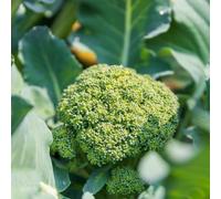 Semi di broccoli, semi per aiuole rialzate semi di esotiche seminare vecchie varietà vecchi di invernali balcone 200pcs