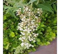 semi di buddleja, giardino balcone con interna recisi 150pcs