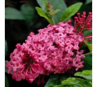 semi di buddleja - lillà estivo, biologici esterno recisi 600pcs