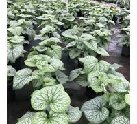 semi di buglossa semi di vecchie varietà copertura del terreno resistenti per giardini rocciosi verdi giardino aromatiche 500pcs