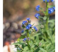 semi di buglossa verdi esotico copertura del terreno giardino aromatiche di semi selvatici resistenti 250pcs