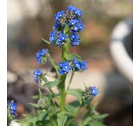 semi di buglossa verdi vecchie varietà semi di selvatici giardino aromatiche balcone copertura del terreno 250pcs