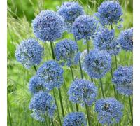 Semi di bulbi ornamentale - resistenti per il giardino Allium giganteum - per gli ospiti con semi di perenni regali per gli amanti del giardino 300pcs