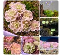 Semi di butterwort, Le perenni sono Pinguicula vulgaris 250pcs