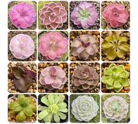Semi di butterwort, resistenti per il giardino Pinguicula vulgaris, decorazione del soggiorno 120pcs