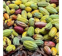 semi di cacao cucina medicinali selvatici estremamente resistenti reali 55pcs