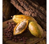 Semi di cacao Theobroma cacao - biologici rare da appartamento decorazione esotiche resistenti 25pcs