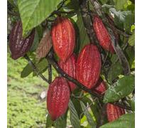 Semi di cacao Theobroma cacao - decorazione da giardino per esterni rare balcone vecchie varietà 10pcs