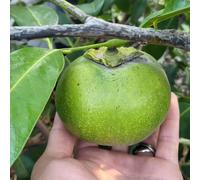 Semi di cachi - da balcone per luoghi soleggiati serre da balcone giardino roccioso frutto frutto colonnari nani, resistenti comprare frutteto 30pcs