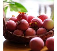 Semi di cachi - da giardino roccioso frutteto da balcone vecchie varietà frutto di cachi frutto colonnare esotico per luoghi soleggiati nani, 20pcs