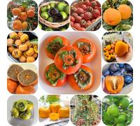 Semi di cachi - semi di per gli amanti del giardino vecchie varietà da frutto frutteto serre da balcone frutto esotico colonnari balcone 50pcs