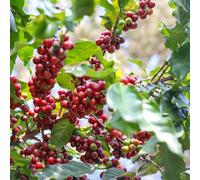 semi di caffè Cammi elevati per giardino di semi biologici scalapante scalapanti granelli perenni resistenti 100pcs