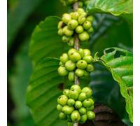 semi di caffè, rampicanti chicchi di caffè, del giardino roccioso, colonnari sul balcone decorazione del soggiorno giardino 50pcs