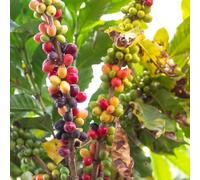 Semi di caffè semi di grano caffè giardino resistenti all'inverno per balconi decorativi 15pcs