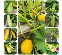 Semi di calabacino biologico letti elevati per resistenti per il giardino Serie di rare premium 25pcs